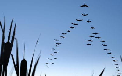 A flock of migrating birds.