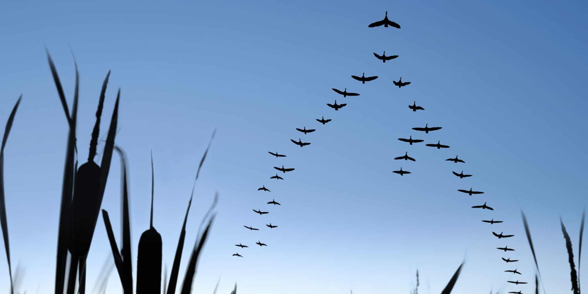 A flock of migrating birds.